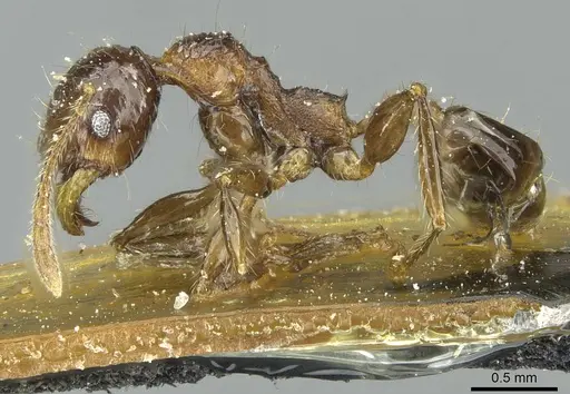 Pheidole heyeri - CASENT0913331