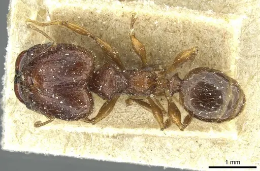 Pheidole heyeri - CASENT0913332