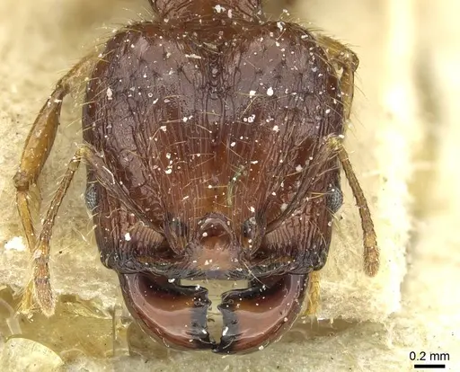 Pheidole heyeri - CASENT0913332