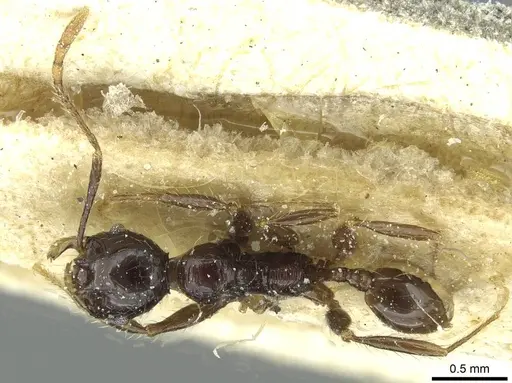 Pheidole heyeri - CASENT0913333