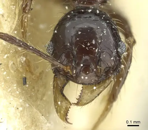 Pheidole heyeri - CASENT0913333