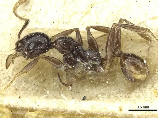 Pheidole heyeri - CASENT0913333