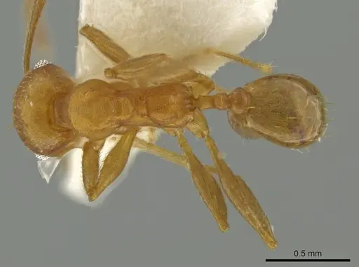 Pheidole hierax specimen