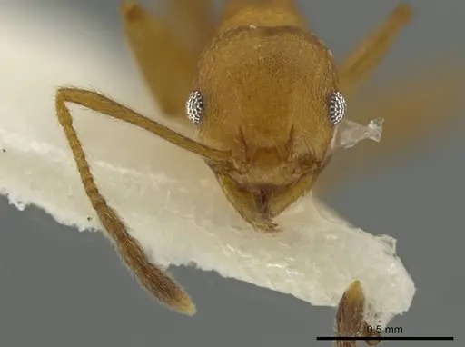 Pheidole hierax specimen
