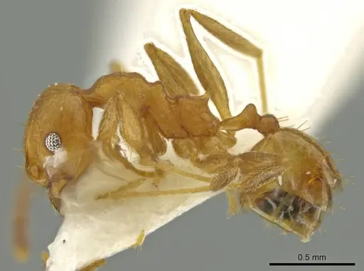 Pheidole hierax specimen