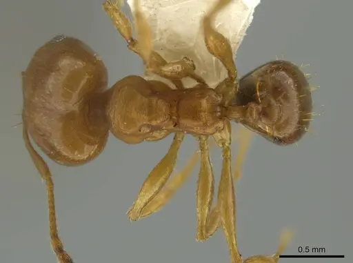 Pheidole hierax - JTLC000016402
