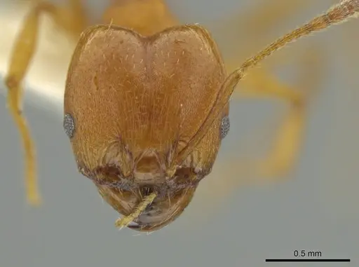 Pheidole hierax - JTLC000016402