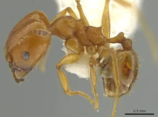 Pheidole hierax - JTLC000016402