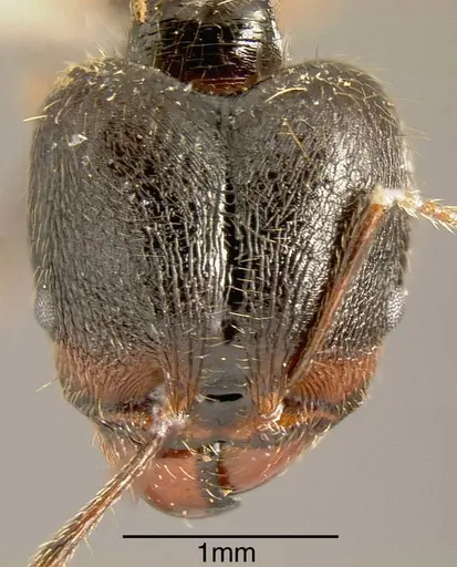 Pheidole hirsuta specimen