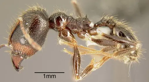 Pheidole hirsuta specimen