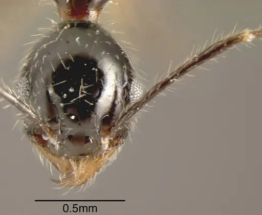 Pheidole hirsuta - CASENT0635475
