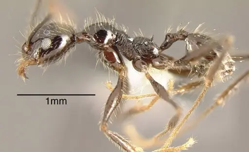 Pheidole hirsuta - CASENT0635475