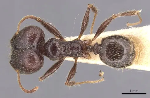 Pheidole hirsuta - CASENT0904357
