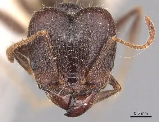Pheidole hirsuta - CASENT0904357