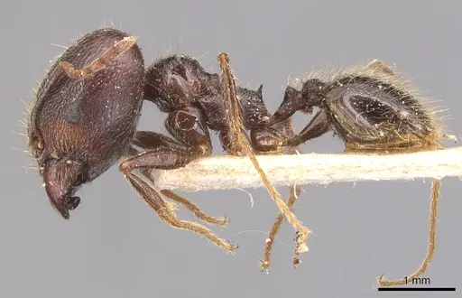 Pheidole hirsuta - CASENT0904357