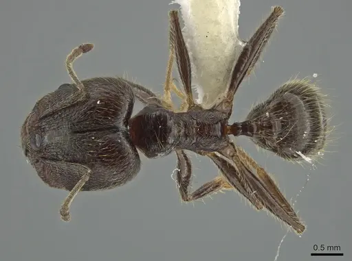 Pheidole hirsuta - JTLC000006250