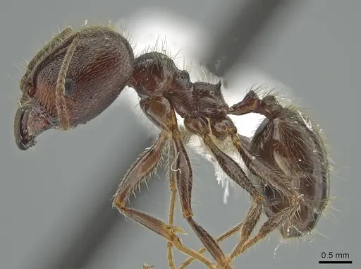 Pheidole hirsuta - JTLC000006250