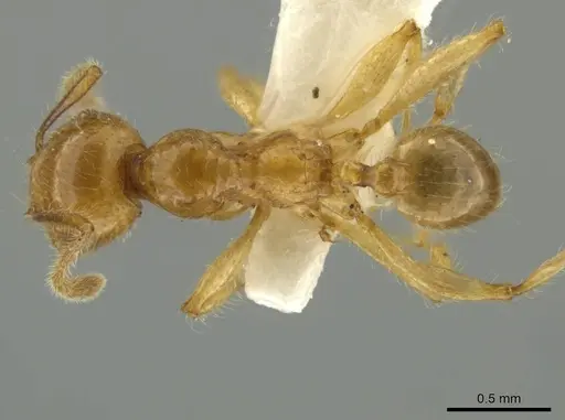 Pheidole hispaniolae specimen