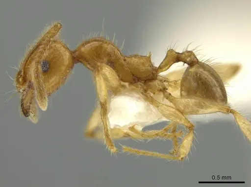 Pheidole hispaniolae specimen