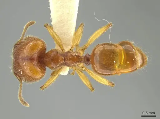 Pheidole hispaniolae - JTLC000016404