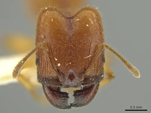 Pheidole hispaniolae - JTLC000016404