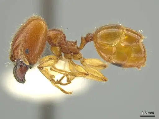 Pheidole hispaniolae - JTLC000016404