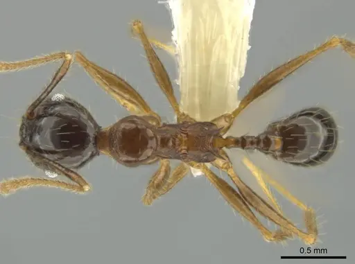 Pheidole hitoy specimen