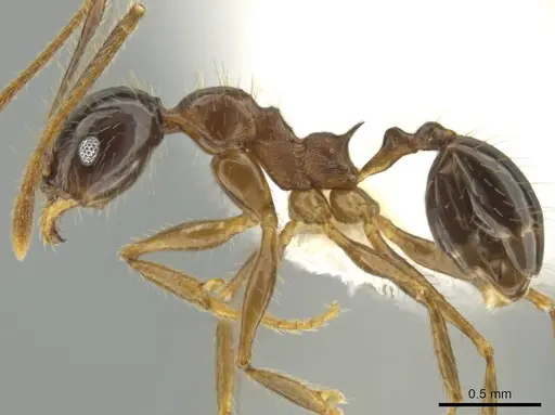 Pheidole hitoy specimen