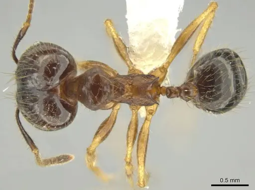 Pheidole hitoy - CASENT0644296