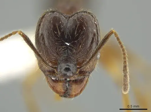 Pheidole hitoy - CASENT0644296