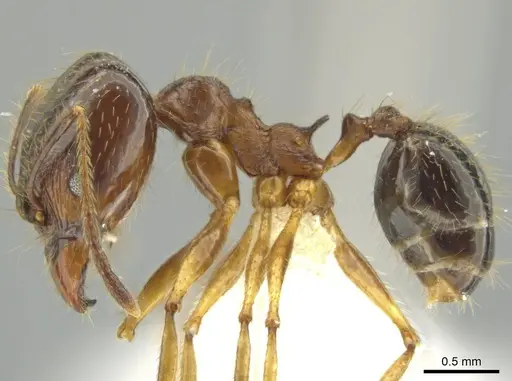 Pheidole hitoy - CASENT0644296