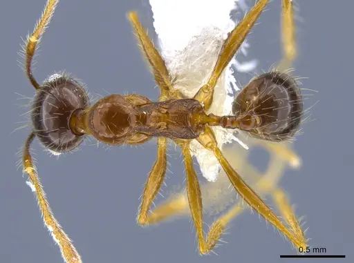 Pheidole hitoy - CASENT0646403