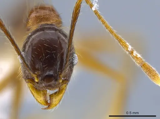 Pheidole hitoy - CASENT0646403