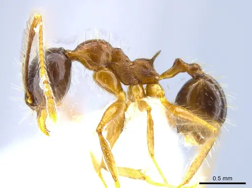 Pheidole hitoy - CASENT0646403