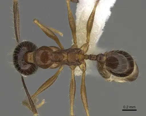 Pheidole hitoy - CASENT0646406