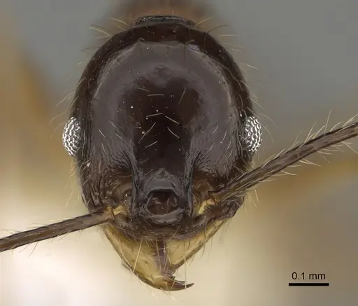 Pheidole hitoy - CASENT0646406