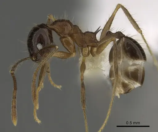 Pheidole hitoy - CASENT0646406