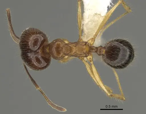 Pheidole hitoy - CASENT0646411