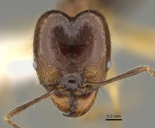 Pheidole hitoy - CASENT0646411