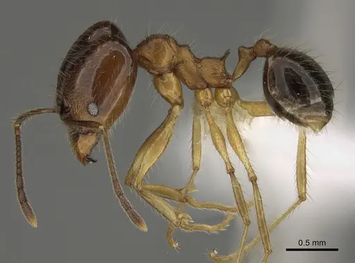 Pheidole hitoy - CASENT0646411