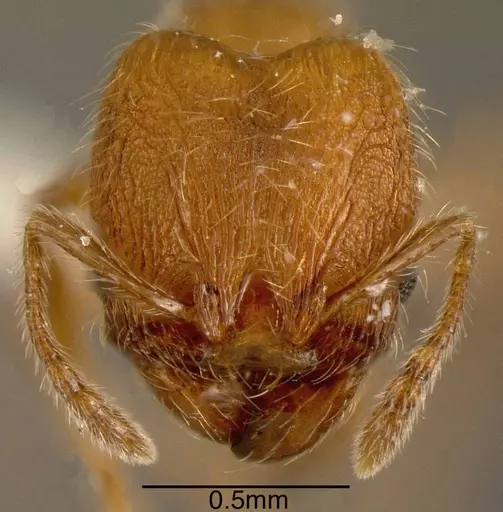 Pheidole hizemops specimen