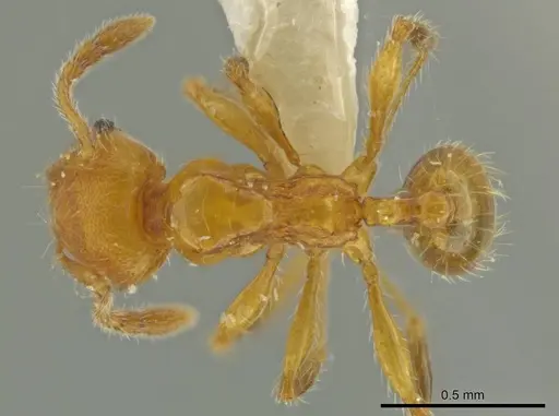 Pheidole hizemops - INBIOCRI001283057