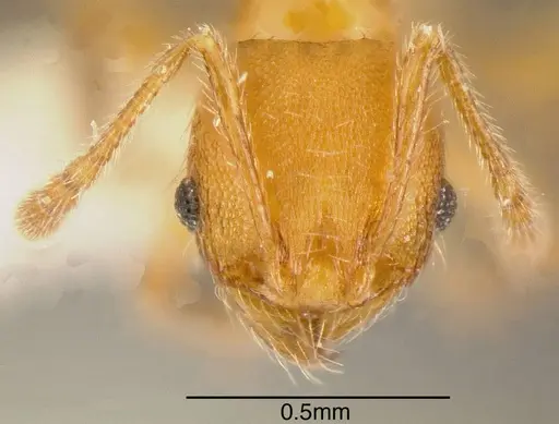 Pheidole hizemops - INBIOCRI001283057