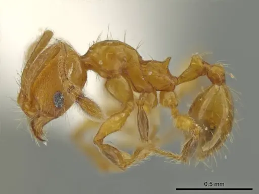Pheidole hizemops - INBIOCRI001283057