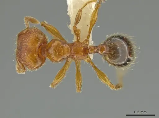 Pheidole hizemops - JTLC000010009