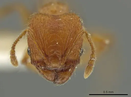 Pheidole hizemops - JTLC000010009