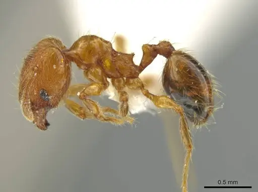 Pheidole hizemops - JTLC000010009