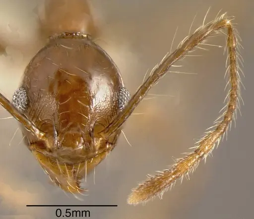 Pheidole hoelldobleri specimen