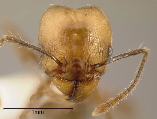 Pheidole hoelldobleri - INBIOCRI002281892