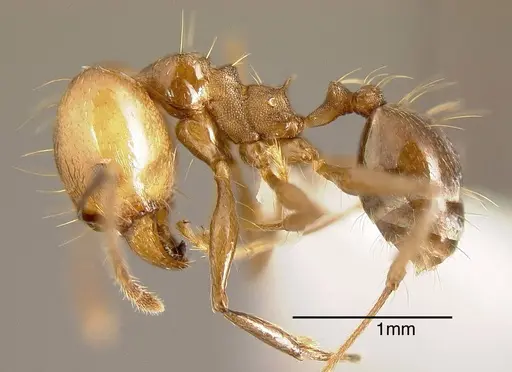 Pheidole hoelldobleri - INBIOCRI002281892